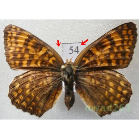 Melitaea phoebe (Denis & Schiffermüller, 1775) Czech54